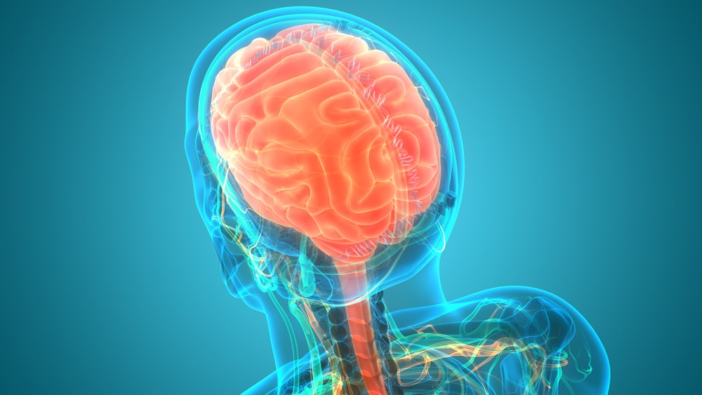 How Do Drugs Affect the Nervous System